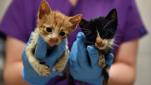 Zifte bulanan yavru kediler temizlendi