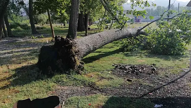 Çorum'da fırtına ağaçları kökünden söktü