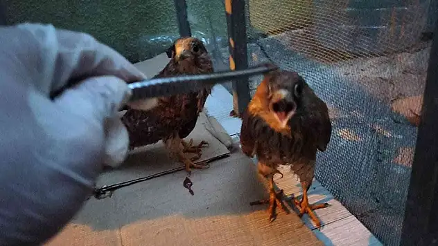 Bitkin düşen kerkenez yavruları tedavi altına alındı