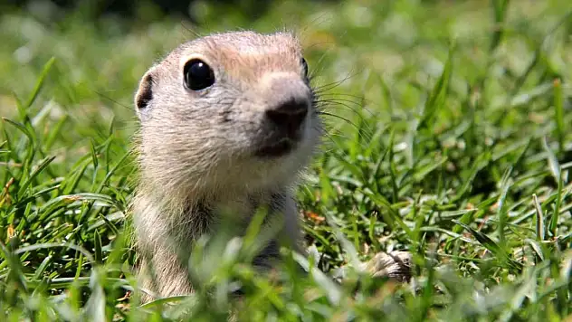 Gelinciklerin kamera şaşkınlığı
