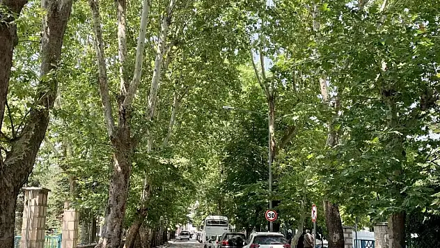 Ağaçların tünel oluşturduğu sokak görsel şölen sunuyor