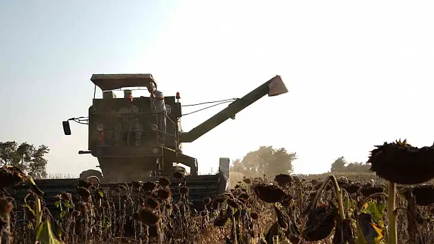 Tarsus'ta üreticiye dağıtılan ayçiçek tohumlarının hasadı yapıldı