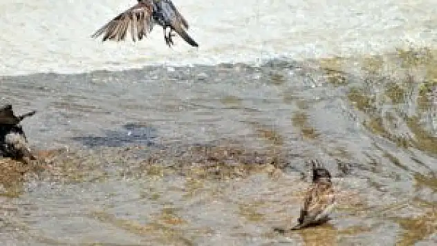 Kuşların banyo keyfi