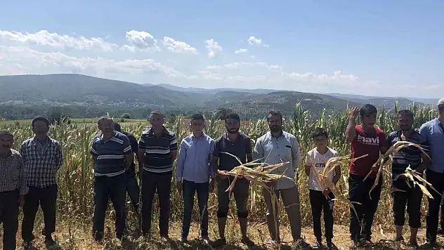 Susuz kalan yüzlerce dönümdeki mahsuller kurudu