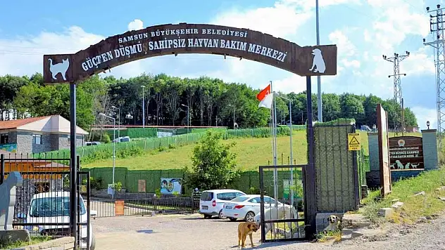 Sokak hayvanları ve yasaklı ırklara konforlu alan