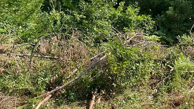 Sinop'ta kesilen çam ağaçları tepki çekti