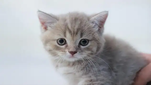 Çin'de kedisi yüzünden işten çıkarılan öğretmen açtığı davayı kazandı