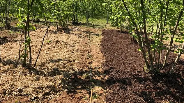 Tarımsal atıklar değerlendirilecek