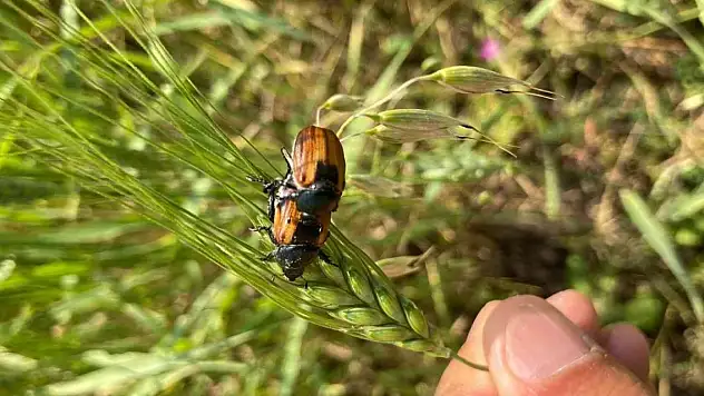 Ardahan'da bambul böcekleri ürünlere zarar verdi