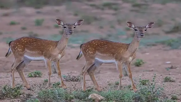 Milli Park'a bırakılan alageyikler koskoca bir aile oldular