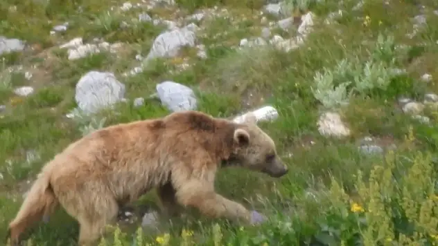 Otomobilin camını kıran ayı, yiyeceklerle karnını doyurdu