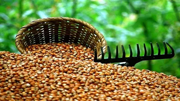 Düzce'de fındık alımları başlıyor