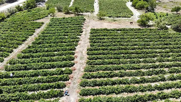 Tescilli Cimin üzümünde hasat zamanı
