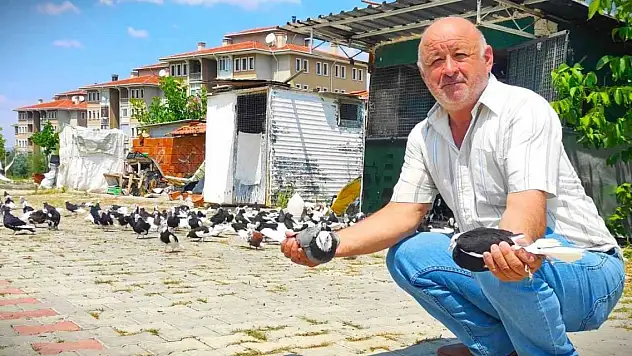 Hobi için başladı, güvercin çiftliği kurdu