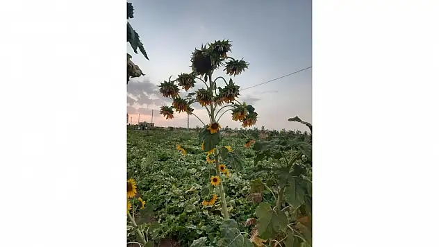 26 başlı ayçiçeği çiftçiyi şaşırttı