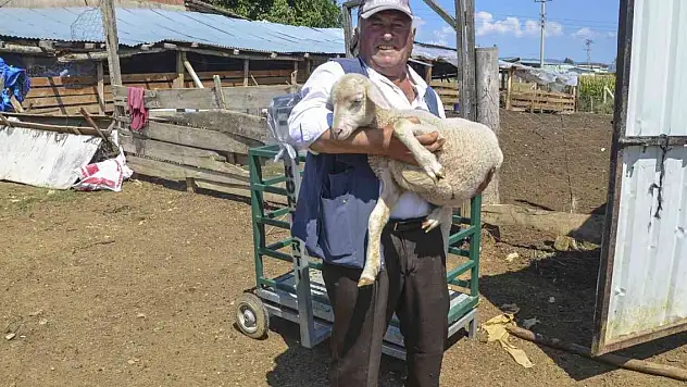 10 bin TL'ye çalışacak çoban bulamıyor