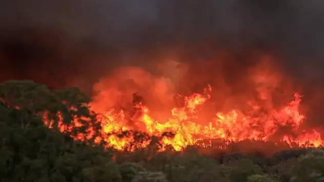 Çin aşırı sıcakların yol açtığı orman yangınlarıyla mücadele ediyor