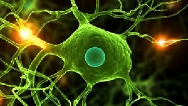 Kök hücreden kalp dokusu elde edildi