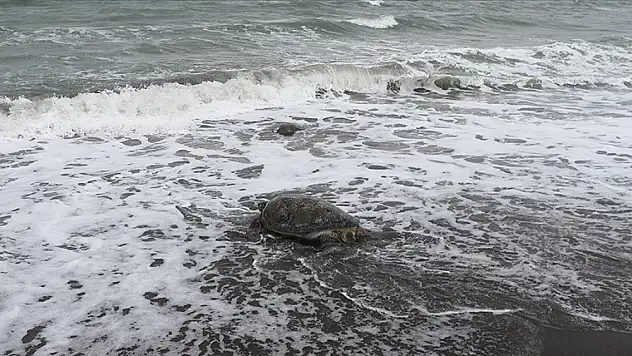 'Esin' Mısır'a ulaştı