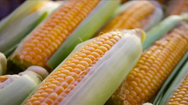 Mısır alımlarına ilişkin detaylar belli oldu