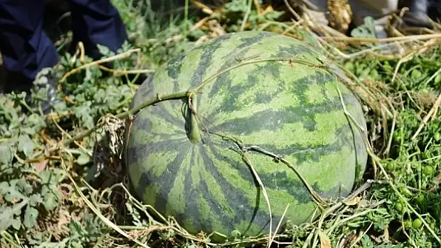 Diyarbakır'da 30 bin dekarda 121 ton karpuz hasadı