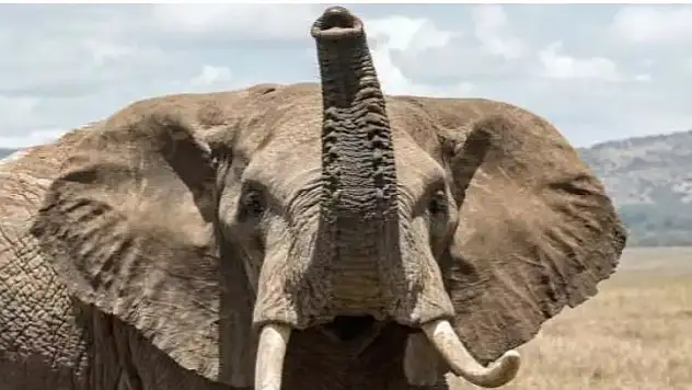 Sıcaktan deliren fil bakıcısını ikiye böldü!