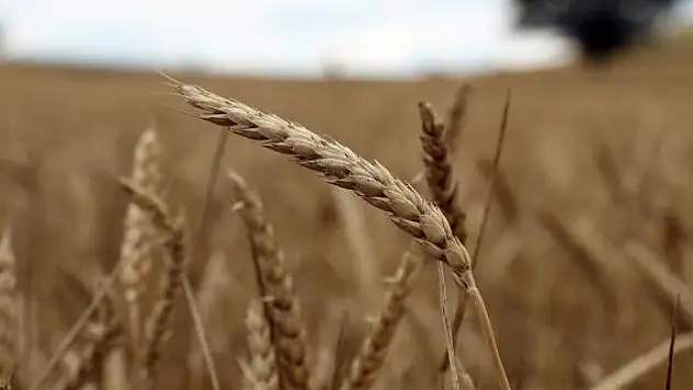 Türkiye ile Sudan ortak tarım şirketi kuracak