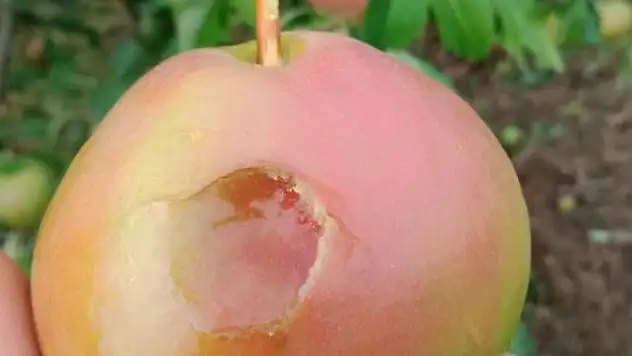 Sağanak yağış tarım ürünlerinde 30 milyon lira zarara yol açtı