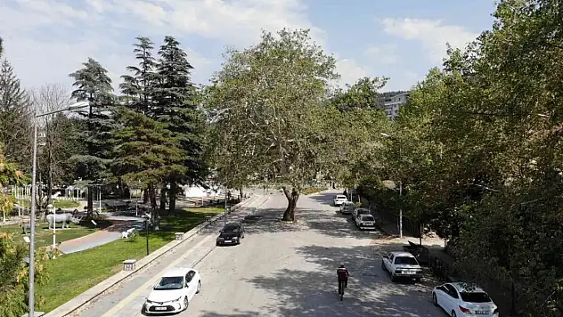 Yol ortasında kalan çınar şehrin sembolü haline geldi