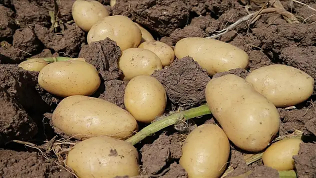 Dünyanın en büyük patates ihracatçılarından olan ülkede kuraklık hasadı vurdu