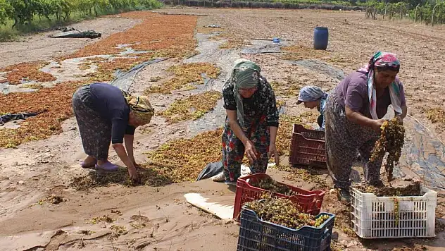 Manisa'da tonlarca üzümü sel suları götürdü