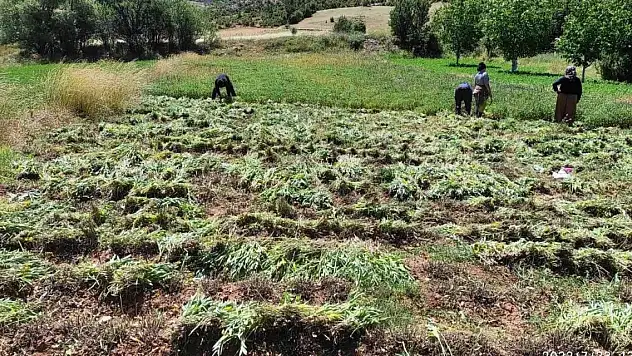 Karbasan köyündeki adaçayı üretimi 75 tona ulaştı