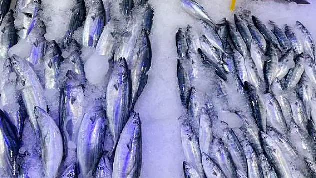 Karadeniz'de bolluk bekleniyor