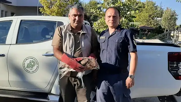 Konya'da bitkin vaziyette bulunan kızıl şahin koruma altına alındı