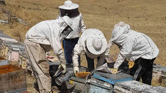 Dağın eteklerinde bal hasadına başlandı