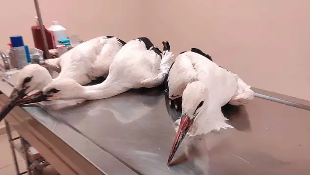 Elektrik akımına kapılarak ölen leyleğin yavrularına tedavi