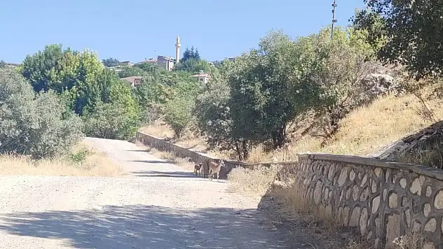 Koruma altındaki dağ keçileri şehre indi