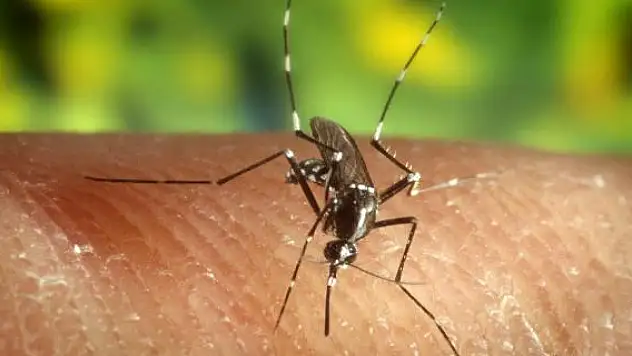 Yunanistan'da Batı Nil virüsü alarmı: 11 ölü, 123 vaka