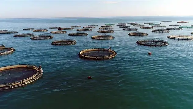 Su ürünlerinde 2023 ihracat hedefi 2 milyar dolar