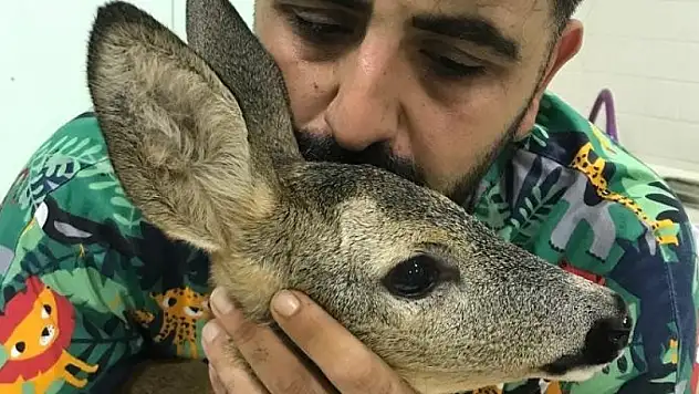 Parçalanan arka bacağı kesilerek hayatı kurtarıldı