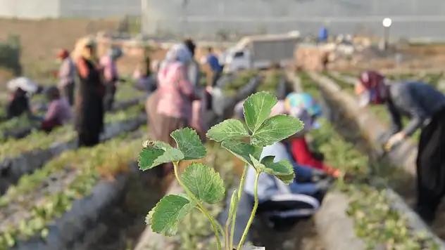 Mersin'in tescilli Silifke çileğinde yeni sezon hazırlıkları başladı