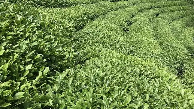 ÇAYKUR, üçüncü sürgün yaş çay alımlarına başladı