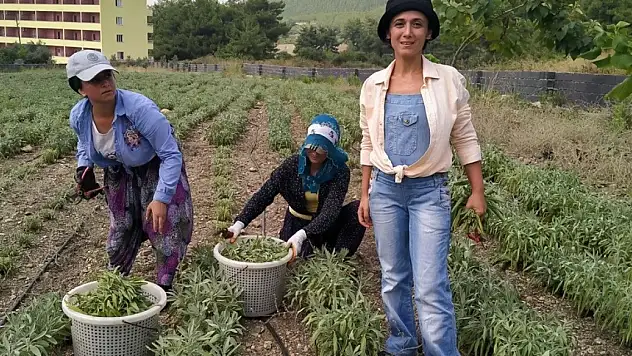 Hatay'da alternatif ürün adaçayı hasadı yapıldı