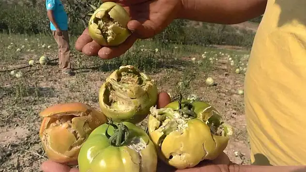 Sağanak yağışla birlikte gelen dolu, çiftçinin mahsulünü vurdu