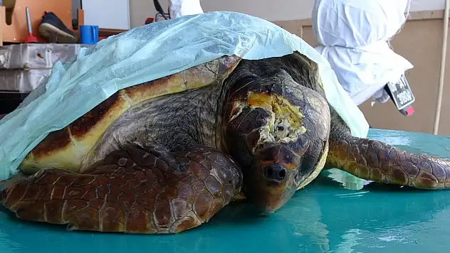 Çanakkale'de yaralı bulunan caretta carettaya tedavi