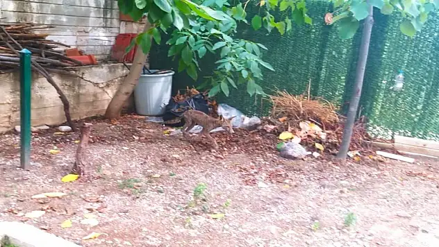 Aç kalan tilki güpegündüz mahalleyi dolaştı