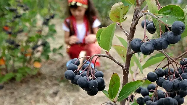 Karadeniz'in yeni meyvesi aronya için hasat zamanı