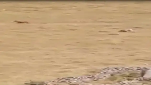 Sürüsüne doğru gelen ayıyı görüntüledi 'Yolu şaşırmışsın kanka' diye bağırdı