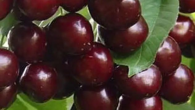 'Avrupa'nın en değerlisi Türk kirazı'