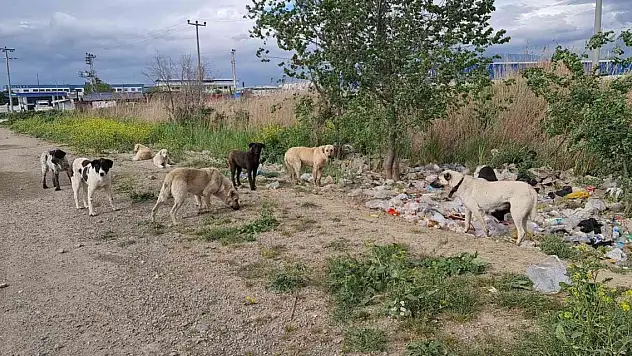 Aydınlı çobanlar sokak köpeği sorunlarının çözülmesini bekliyor